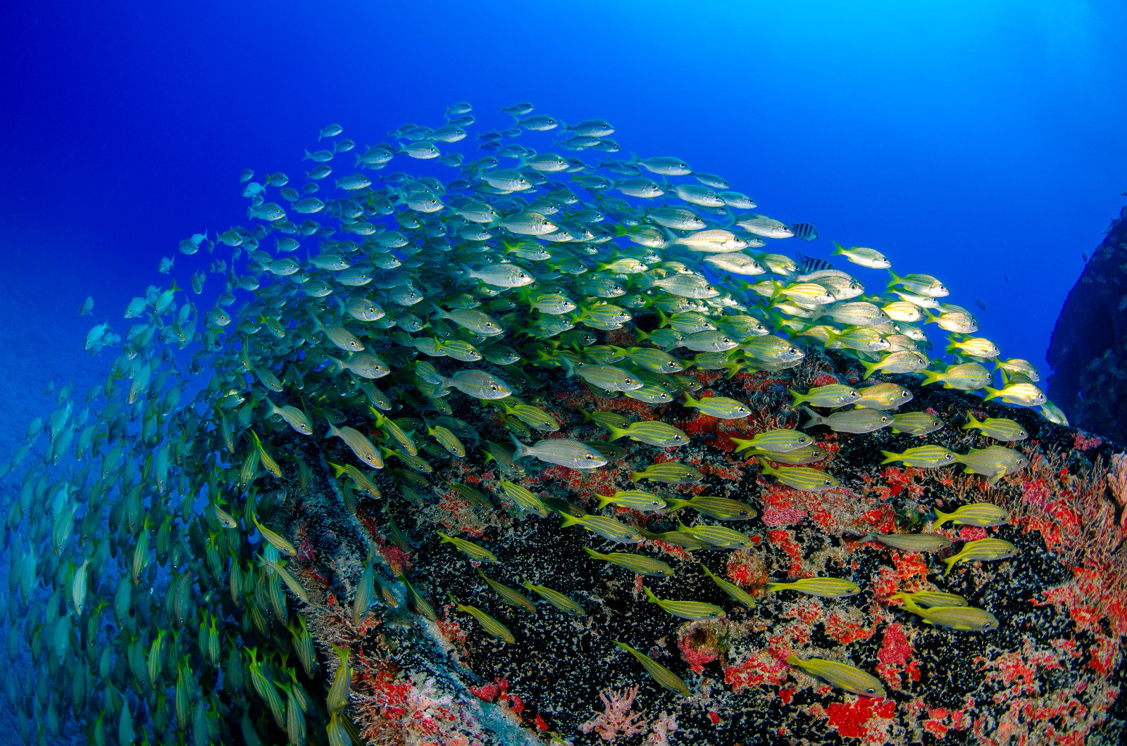 FishSchool安卓版fischertechnik慧鱼机器人教育